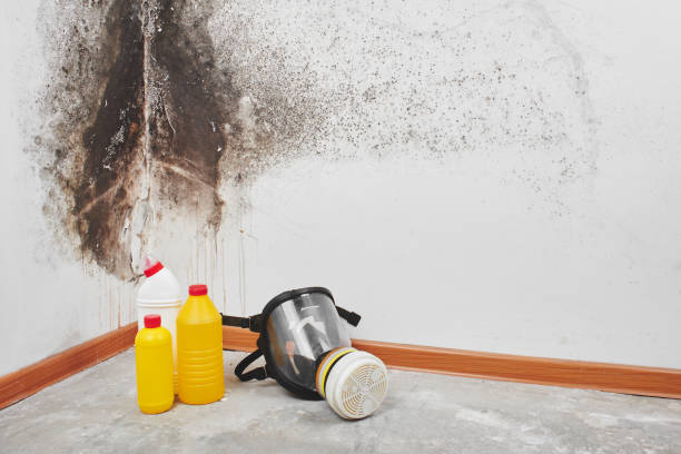 Best Home Mold Removal  in Wyoming, DE