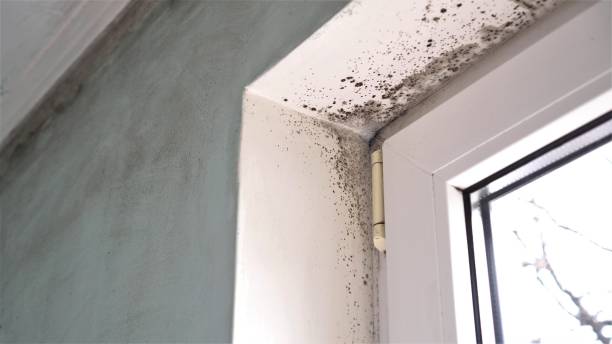 Best Commercial Mold Removal  in Wyoming, DE