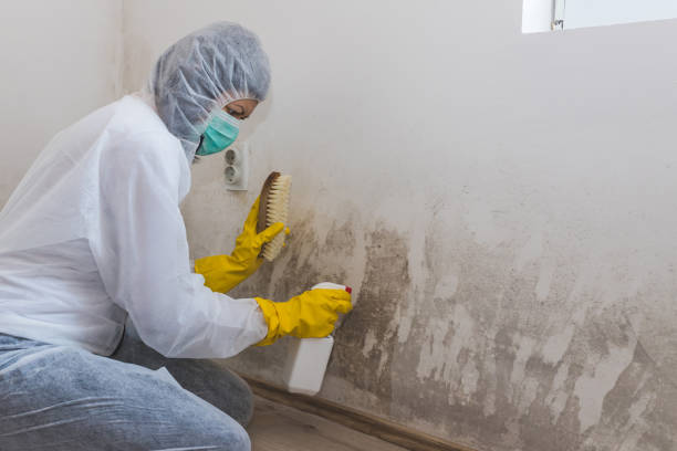 Best Professional Mold Removal  in Wyoming, DE