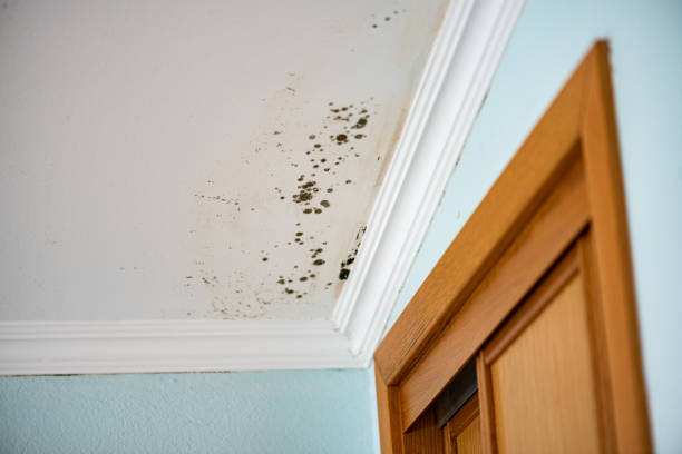 Home Mold Removal in Wyoming, DE