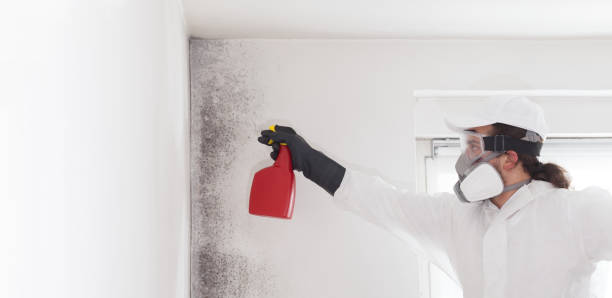 Best Black Mold Removal  in Wyoming, DE