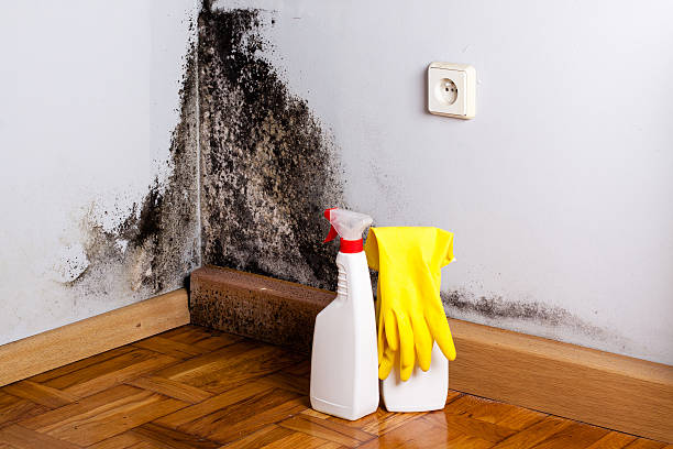 Best Fast Mold Removal  in Wyoming, DE